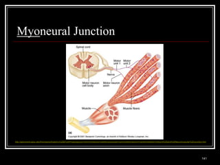 Myoneural Junction




http://apbrwww5.apsu.edu/thompsonj/Anatomy%20&%20Physiology/2010/2010%20Exam%20Reviews/Exam%203%20Review/CH%2009%20Motor%20Unit%20and%20Neuromuscular%20Junction.htm




    Medical Terminology: A Living Language, Fourth Edition
                                                                                                                                                                141
    Bonnie F. Fremgen and Suzanne S. Frucht
 