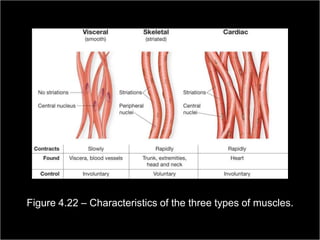 Figure 4.22 – Characteristics of the three types of muscles.
                                                         Copyright ©2009 by Pearson Education, Inc.
Medical Terminology: A Living Language, Fourth Edition       Upper Saddle River, New Jersey 07458
                                                                                           142
Bonnie F. Fremgen and Suzanne S. Frucht                                          All rights reserved.
 