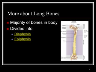 More about Long Bones
 Majority of bones in body
 Divided into:
          Diaphysis
          Epiphysis




    Medical Terminology: A Living Language, Fourth Edition
                                                             22
    Bonnie F. Fremgen and Suzanne S. Frucht
 