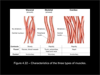 Figure 4.22 – Characteristics of the three types of muscles.

                                                         Copyright ©2009 by Pearson Education, Inc.
Medical Terminology: A Living Language, Fourth Edition       Upper Saddle River, New Jersey 07458
                                                                                           146
Bonnie F. Fremgen and Suzanne S. Frucht                                          All rights reserved.
 