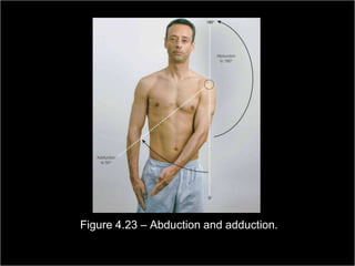 Figure 4.23 – Abduction and adduction.
                                                         Copyright ©2009 by Pearson Education, Inc.
Medical Terminology: A Living Language, Fourth Edition       Upper Saddle River, New Jersey 07458
                                                                                           153
Bonnie F. Fremgen and Suzanne S. Frucht                                          All rights reserved.
 
