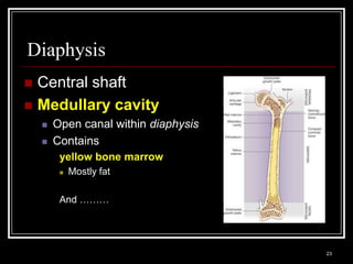 Diaphysis
 Central shaft
 Medullary cavity
          Open canal within diaphysis
          Contains
              yellow bone marrow
                 Mostly fat

              And ………



    Medical Terminology: A Living Language, Fourth Edition
                                                             23
    Bonnie F. Fremgen and Suzanne S. Frucht
 
