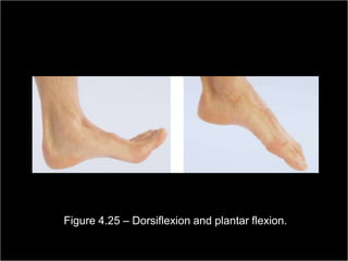 Figure 4.25 – Dorsiflexion and plantar flexion.
                                                         Copyright ©2009 by Pearson Education, Inc.
Medical Terminology: A Living Language, Fourth Edition       Upper Saddle River, New Jersey 07458
                                                                                           157
Bonnie F. Fremgen and Suzanne S. Frucht                                          All rights reserved.
 