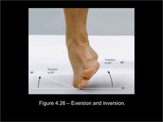 Figure 4.26 – Eversion and inversion.
                                                         Copyright ©2009 by Pearson Education, Inc.
Medical Terminology: A Living Language, Fourth Edition       Upper Saddle River, New Jersey 07458
                                                                                           160
Bonnie F. Fremgen and Suzanne S. Frucht                                          All rights reserved.
 