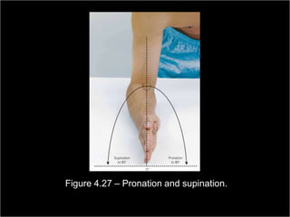 Figure 4.27 – Pronation and supination.
                                                         Copyright ©2009 by Pearson Education, Inc.
Medical Terminology: A Living Language, Fourth Edition       Upper Saddle River, New Jersey 07458
                                                                                           162
Bonnie F. Fremgen and Suzanne S. Frucht                                          All rights reserved.
 