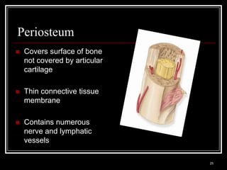 Periosteum
    Covers surface of bone
     not covered by articular
     cartilage

    Thin connective tissue
     membrane

    Contains numerous
     nerve and lymphatic
     vessels

    Medical Terminology: A Living Language, Fourth Edition
                                                             25
    Bonnie F. Fremgen and Suzanne S. Frucht
 