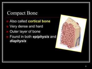 Compact Bone
    Also called cortical bone
    Very dense and hard
    Outer layer of bone
    Found in both epiphysis and
     diaphysis




    Medical Terminology: A Living Language, Fourth Edition
                                                             26
    Bonnie F. Fremgen and Suzanne S. Frucht
 