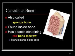 Cancellous Bone
    Also called
              spongy bone
 Found inside bone
 Has spaces containing
              red bone marrow
          Manufactures blood cells




    Medical Terminology: A Living Language, Fourth Edition
                                                             27
    Bonnie F. Fremgen and Suzanne S. Frucht
 