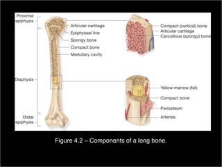 Figure 4.2 – Components of a long bone.

Medical Terminology: A Living Language, Fourth Edition
                                                               28
Bonnie F. Fremgen and Suzanne S. Frucht
 