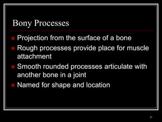 Bony Processes
    Projection from the surface of a bone
    Rough processes provide place for muscle
     attachment
    Smooth rounded processes articulate with
     another bone in a joint
    Named for shape and location



    Medical Terminology: A Living Language, Fourth Edition
                                                             31
    Bonnie F. Fremgen and Suzanne S. Frucht
 