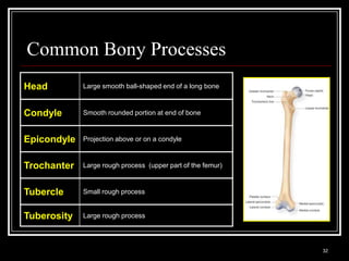 Common Bony Processes
Head                 Large smooth ball-shaped end of a long bone



Condyle              Smooth rounded portion at end of bone



Epicondyle           Projection above or on a condyle



Trochanter           Large rough process (upper part of the femur)



Tubercle             Small rough process


Tuberosity           Large rough process



 Medical Terminology: A Living Language, Fourth Edition
                                                                     32
 Bonnie F. Fremgen and Suzanne S. Frucht
 