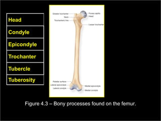 Head

Condyle

Epicondyle

Trochanter

Tubercle

Tuberosity



          Figure 4.3 – Bony processes found on the femur.
  Medical Terminology: A Living Language, Fourth Edition
                                                            33
  Bonnie F. Fremgen and Suzanne S. Frucht
 