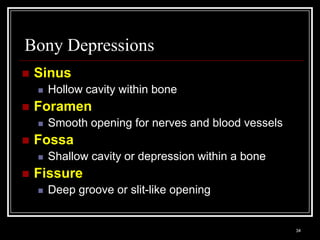 Bony Depressions
    Sinus
          Hollow cavity within bone
    Foramen
          Smooth opening for nerves and blood vessels
    Fossa
          Shallow cavity or depression within a bone
    Fissure
          Deep groove or slit-like opening


    Medical Terminology: A Living Language, Fourth Edition
                                                             34
    Bonnie F. Fremgen and Suzanne S. Frucht
 