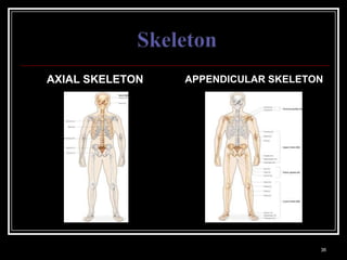 AXIAL SKELETON                                      APPENDICULAR SKELETON




Medical Terminology: A Living Language, Fourth Edition
                                                                             36
Bonnie F. Fremgen and Suzanne S. Frucht
 