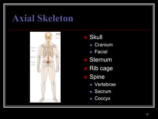    Skull
                                                                Cranium
                                                                Facial
                                                            Sternum
                                                            Rib cage
                                                            Spine
                                                                Vertebrae
                                                                Sacrum
                                                                Coccyx

Medical Terminology: A Living Language, Fourth Edition
                                                                             37
Bonnie F. Fremgen and Suzanne S. Frucht
 