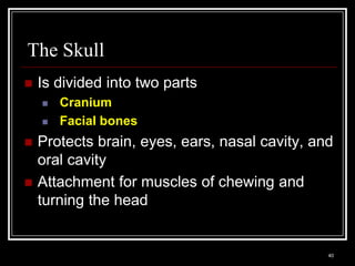 The Skull
    Is divided into two parts
             Cranium
             Facial bones
    Protects brain, eyes, ears, nasal cavity, and
     oral cavity
    Attachment for muscles of chewing and
     turning the head


    Medical Terminology: A Living Language, Fourth Edition
                                                             40
    Bonnie F. Fremgen and Suzanne S. Frucht
 