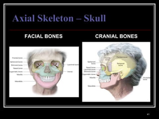 FACIAL BONES                                     CRANIAL BONES




Medical Terminology: A Living Language, Fourth Edition
                                                                         41
Bonnie F. Fremgen and Suzanne S. Frucht
 
