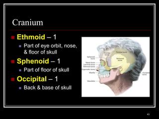 Cranium
    Ethmoid – 1
          Part of eye orbit, nose,
           & floor of skull
    Sphenoid – 1
          Part of floor of skull
    Occipital – 1
          Back & base of skull



    Medical Terminology: A Living Language, Fourth Edition
                                                             43
    Bonnie F. Fremgen and Suzanne S. Frucht
 