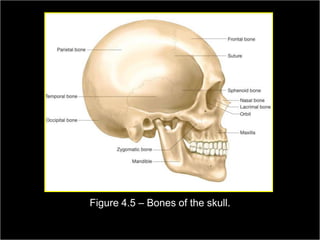 Figure 4.5 – Bones of the skull.

Medical Terminology: A Living Language, Fourth Edition
                                                             44
Bonnie F. Fremgen and Suzanne S. Frucht
 