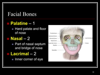 Facial Bones
    Palatine – 1
          Hard palate and floor
           of nose
    Nasal – 2
          Part of nasal septum
           and bridge of nose
    Lacrimal – 2
          Inner corner of eye


    Medical Terminology: A Living Language, Fourth Edition
                                                             46
    Bonnie F. Fremgen and Suzanne S. Frucht
 