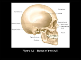 Figure 4.5 – Bones of the skull.

Medical Terminology: A Living Language, Fourth Edition
                                                             47
Bonnie F. Fremgen and Suzanne S. Frucht
 