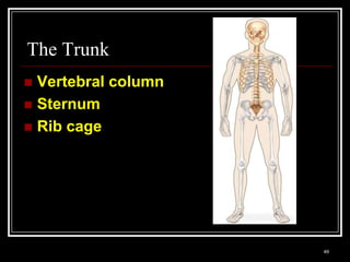 The Trunk
 Vertebral column
 Sternum
 Rib cage




    Medical Terminology: A Living Language, Fourth Edition
                                                             49
    Bonnie F. Fremgen and Suzanne S. Frucht
 