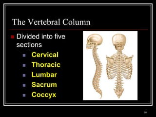 The Vertebral Column
    Divided into five
     sections
        Cervical

        Thoracic

        Lumbar

        Sacrum

        Coccyx


    Medical Terminology: A Living Language, Fourth Edition
                                                             50
    Bonnie F. Fremgen and Suzanne S. Frucht
 
