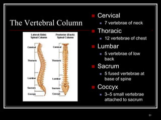    Cervical
The Vertebral Column                                             7 vertebrae of neck
                                                             Thoracic
                                                                 12 vertebrae of chest
                                                             Lumbar
                                                                 5 vertebrae of low
                                                                  back
                                                             Sacrum
                                                                 5 fused vertebrae at
                                                                  base of spine
                                                             Coccyx
                                                                 3–5 small vertebrae
                                                                  attached to sacrum

 Medical Terminology: A Living Language, Fourth Edition
                                                                                          51
 Bonnie F. Fremgen and Suzanne S. Frucht
 