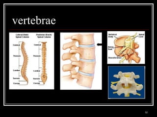 vertebrae




Medical Terminology: A Living Language, Fourth Edition
                                                         52
Bonnie F. Fremgen and Suzanne S. Frucht
 