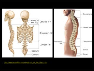 http://www.spinaldoc.com/Anatomy_of_the_Back.php

     Medical Terminology: A Living Language, Fourth Edition
                                                              53
     Bonnie F. Fremgen and Suzanne S. Frucht
 