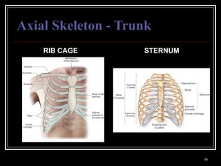 RIB CAGE                                   STERNUM




Medical Terminology: A Living Language, Fourth Edition
                                                                   54
Bonnie F. Fremgen and Suzanne S. Frucht
 