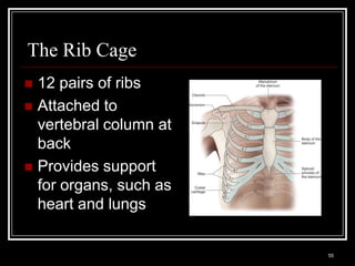 The Rib Cage
 12 pairs of ribs
 Attached to
  vertebral column at
  back
 Provides support
  for organs, such as
  heart and lungs

    Medical Terminology: A Living Language, Fourth Edition
                                                             55
    Bonnie F. Fremgen and Suzanne S. Frucht
 