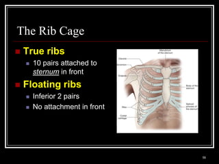 The Rib Cage
    True ribs
          10 pairs attached to
           sternum in front
    Floating ribs
          Inferior 2 pairs
          No attachment in front




    Medical Terminology: A Living Language, Fourth Edition
                                                             56
    Bonnie F. Fremgen and Suzanne S. Frucht
 