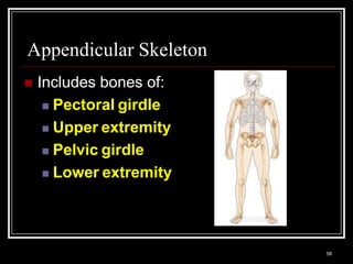 Appendicular Skeleton
    Includes bones of:
       Pectoral girdle

       Upper extremity

       Pelvic girdle

       Lower extremity




    Medical Terminology: A Living Language, Fourth Edition
                                                             58
    Bonnie F. Fremgen and Suzanne S. Frucht
 