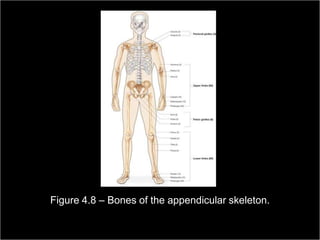Figure 4.8 – Bones of the appendicular skeleton.

Medical Terminology: A Living Language, Fourth Edition
                                                           59
Bonnie F. Fremgen and Suzanne S. Frucht
 