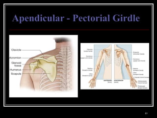 Medical Terminology: A Living Language, Fourth Edition
                                                         61
Bonnie F. Fremgen and Suzanne S. Frucht
 