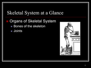 Skeletal System at a Glance
    Organs of Skeletal System
          Bones of the skeleton
          Joints




    Medical Terminology: A Living Language, Fourth Edition
                                                             5
    Bonnie F. Fremgen and Suzanne S. Frucht
 
