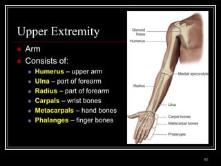 Upper Extremity
   Arm
   Consists of:
        Humerus – upper arm
        Ulna – part of forearm
        Radius – part of forearm
        Carpals – wrist bones
        Metacarpals – hand bones
        Phalanges – finger bones




Medical Terminology: A Living Language, Fourth Edition
                                                         62
Bonnie F. Fremgen and Suzanne S. Frucht
 
