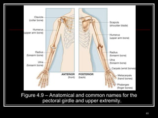 Figure 4.9 – Anatomical and common names for the
               pectoral girdle and upper extremity.

Medical Terminology: A Living Language, Fourth Edition
                                                         63
Bonnie F. Fremgen and Suzanne S. Frucht
 