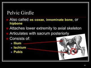 Pelvic Girdle
    Also called os coxae, innominate bone, or
     hipbone
    Attaches lower extremity to axial skeleton
    Articulates with sacrum posteriorly
    Consists of:
          Ilium
          Ischium
          Pubis


    Medical Terminology: A Living Language, Fourth Edition
                                                             64
    Bonnie F. Fremgen and Suzanne S. Frucht
 