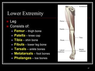 Lower Extremity
    Leg
    Consists of:
          Femur – thigh bone
          Patella – knee cap
          Tibia – shin bone
          Fibula – lower leg bone
          Tarsals – ankle bones
          Metatarsals – foot bones
          Phalanges – toe bones

    Medical Terminology: A Living Language, Fourth Edition
                                                             67
    Bonnie F. Fremgen and Suzanne S. Frucht
 