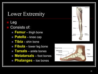 Lower Extremity
    Leg
    Consists of:
          Femur – thigh bone
          Patella – knee cap
          Tibia – shin bone
          Fibula – lower leg bone
          Tarsals – ankle bones
          Metatarsals – foot bones
          Phalanges – toe bones

    Medical Terminology: A Living Language, Fourth Edition
                                                             68
    Bonnie F. Fremgen and Suzanne S. Frucht
 