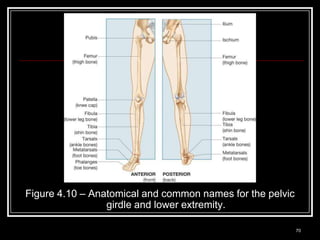Figure 4.10 – Anatomical and common names for the pelvic
                 girdle and lower extremity.

 Medical Terminology: A Living Language, Fourth Edition
                                                           70
 Bonnie F. Fremgen and Suzanne S. Frucht
 