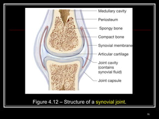 Figure 4.12 – Structure of a synovial joint.
Medical Terminology: A Living Language, Fourth Edition
                                                              76
Bonnie F. Fremgen and Suzanne S. Frucht
 