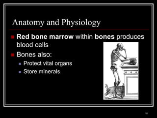 Anatomy and Physiology
    Red bone marrow within bones produces
     blood cells
    Bones also:
          Protect vital organs
          Store minerals




    Medical Terminology: A Living Language, Fourth Edition
                                                             16
    Bonnie F. Fremgen and Suzanne S. Frucht
 