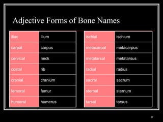 Adjective Forms of Bone Names
iliac                    ilium                              ischial      ischium

carpal                   carpus                             metacarpal   metacarpus

cervical                 neck                               metatarsal   metatarsus

costal                   rib                                radial       radius

cranial                  cranium                            sacral       sacrum

femoral                  femur                              sternal      sternum

humeral                  humerus                            tarsal       tarsus


   Medical Terminology: A Living Language, Fourth Edition
                                                                                      87
   Bonnie F. Fremgen and Suzanne S. Frucht
 