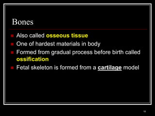 Bones
    Also called osseous tissue
    One of hardest materials in body
    Formed from gradual process before birth called
     ossification
    Fetal skeleton is formed from a cartilage model




    Medical Terminology: A Living Language, Fourth Edition
                                                             18
    Bonnie F. Fremgen and Suzanne S. Frucht
 