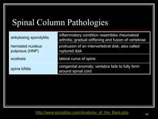 Spinal Column Pathologies
                                         inflammatory condition resembles rheumatoid
ankylosing spondylitis
                                         arthritis; gradual stiffening and fusion of vertebrae
herniated nucleus                        protrusion of an intervertebral disk; also called
pulposus (HNP)                           ruptured disk
scoliosis                                lateral curve of spine
                                         congenital anomaly; vertebra fails to fully form
spina bifida
                                         around spinal cord




                    http://www.spinaldoc.com/Anatomy_of_the_Back.php
  Medical Terminology: A Living Language, Fourth Edition
                                                                                             104
  Bonnie F. Fremgen and Suzanne S. Frucht
 