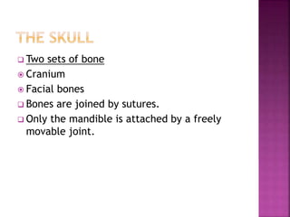  Two sets of bone
 Cranium
 Facial bones
 Bones are joined by sutures.
 Only the mandible is attached by a freely
movable joint.
 