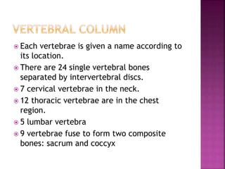 Each vertebrae is given a name according to
its location.
 There are 24 single vertebral bones
separated by intervertebral discs.
 7 cervical vertebrae in the neck.
 12 thoracic vertebrae are in the chest
region.
 5 lumbar vertebra
 9 vertebrae fuse to form two composite
bones: sacrum and coccyx
 